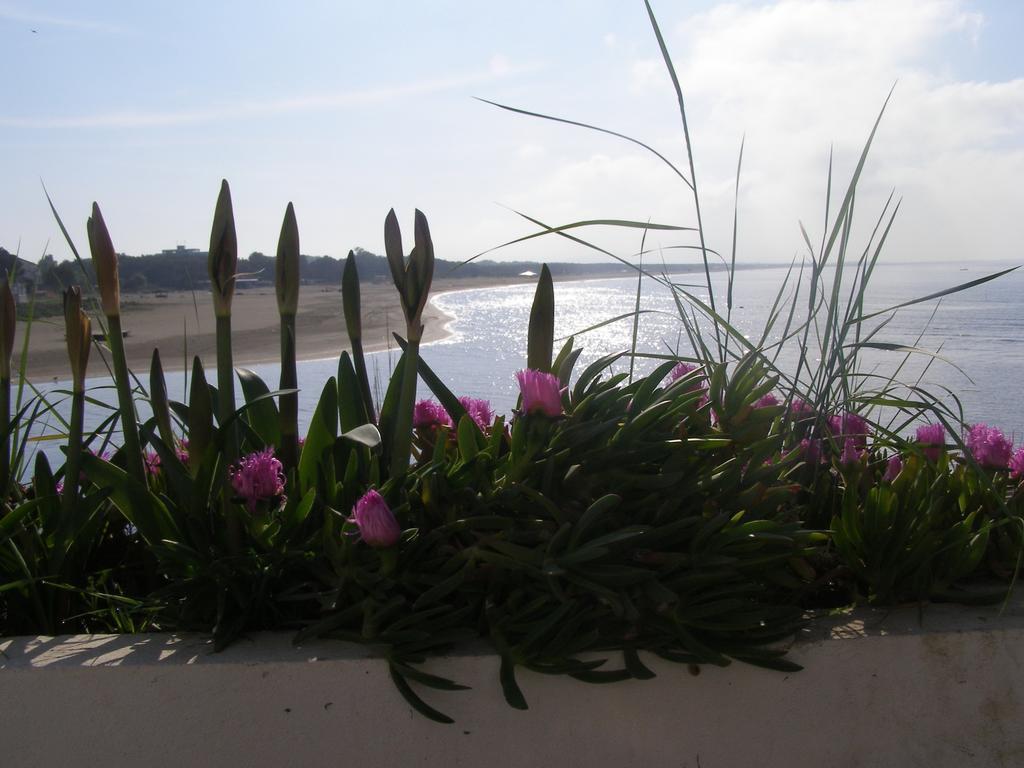 Palastura Apartments Ulcinj Buitenkant foto
